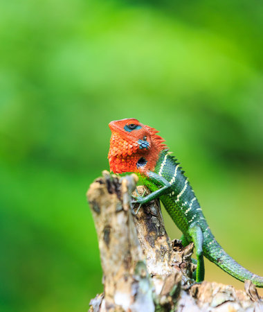 Chameleon with red head and green body on a branch