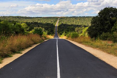 Forest with road at National park Zombitse in south west Madagascarの写真素材