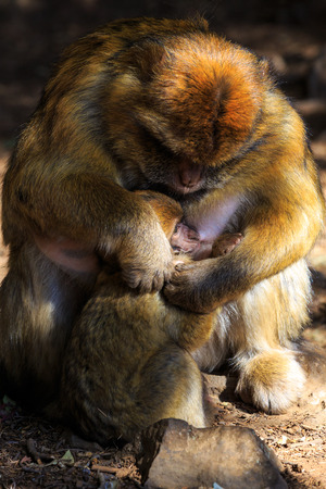 Barbary macaque mother taking care of her child in the atlas mountainsの写真素材