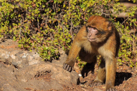Barbary macaque seen in close up in Morocco