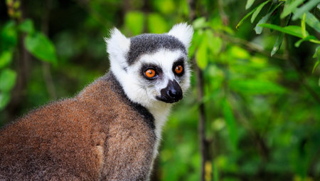 Ring tailed lemur in close up in the forest of Madagascar