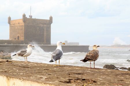 Birds in front of the medieval tower and wall in the harbor of Essaouira in Moroccoのeditorial素材