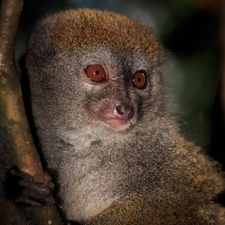 Close up of a bamboo lemur in a tree in Madagascarの写真素材