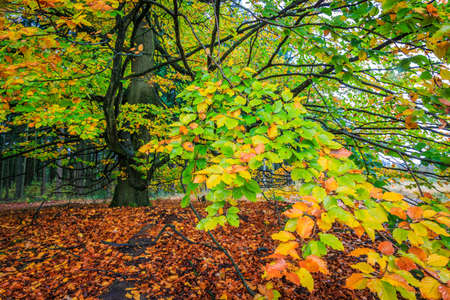 Beautiful colorful autumn birch tree in a forestの写真素材