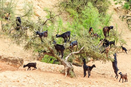 Goats climbing an argan tree to eat the argan nuts in Moroccoの写真素材
