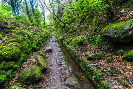 Walking trail along the levada in a  forest on the island Madeira, Portugalの写真素材