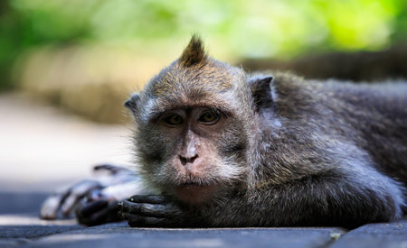 Monkey lying on the ground seen in close up position