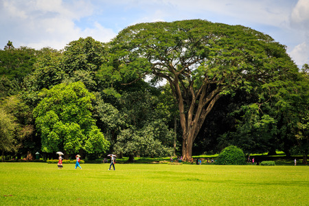 Big tree in a park in Sri Lanka on a warm summer dayの写真素材