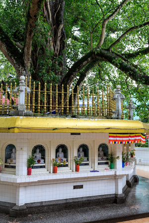 Big holy Bodhi tree surrounded by many buddhas on a square is Sri Lankaの写真素材