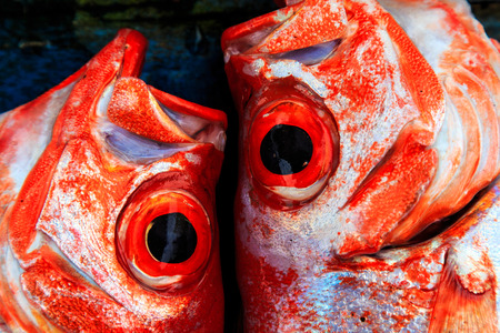 Fresh fish displayed on a market stall in detailの写真素材