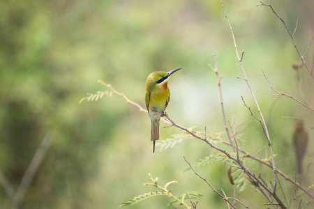 bee-eater bird