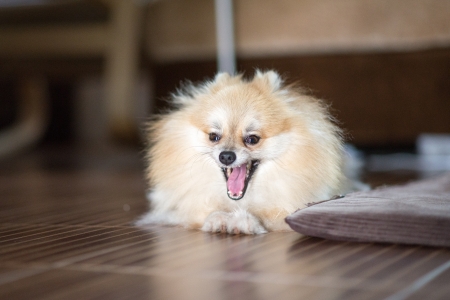 young happy Pomeranian in homeの写真素材
