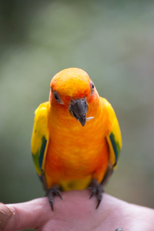parrot