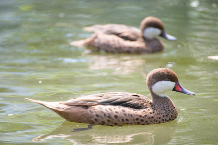 brown duck swimming in waterの写真素材