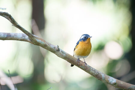 mugimaki flycatherの写真素材