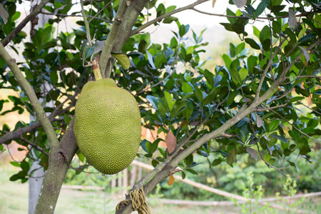 Jackfruit on tree