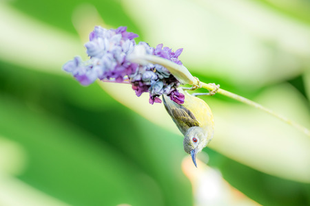 Beautiful Sunbird and flowerの写真素材