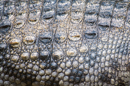 Crocodile skin textureの写真素材