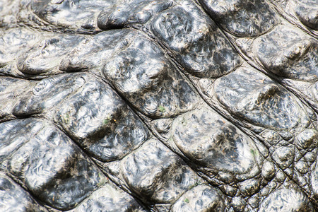 Crocodile skin texture. Shot in thailandの写真素材