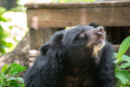 Bear in zooの写真素材