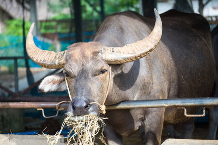 Thailand buffaloの写真素材