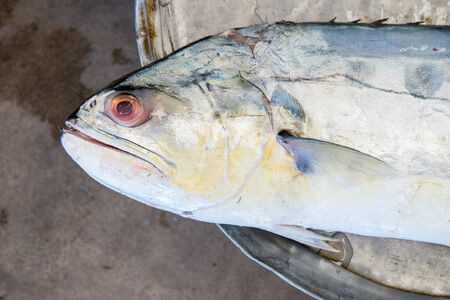 Fresh fish at the seafood marketの写真素材
