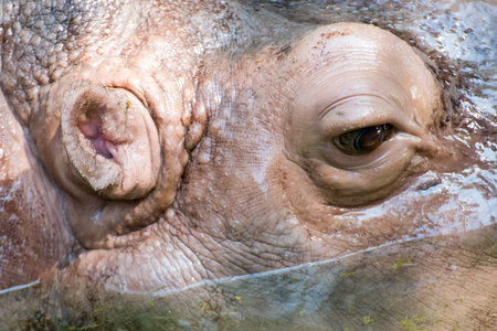 hippopotamus close up