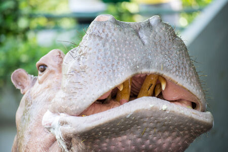 hippopotamusの写真素材