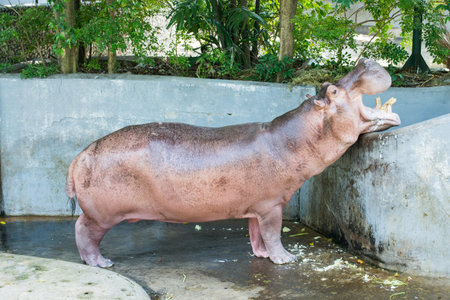 hippopotamus