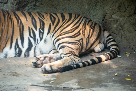 Close up a Bengal Tigerの写真素材