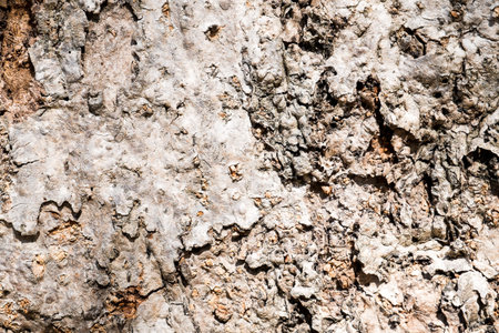 Texture shot of brown tree bark
