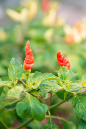red and green hot chilli on a plantの写真素材