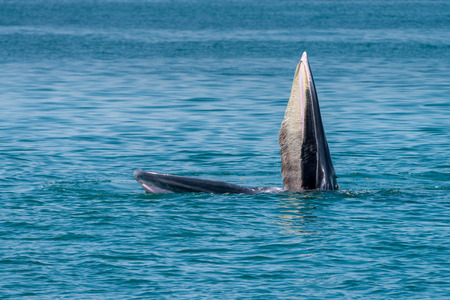 Bryde whale in gulf of thailandの写真素材