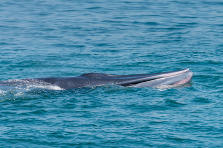 Bryde whale in gulf of thailandの写真素材