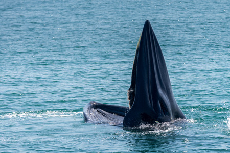 Bryde whale in gulf of thailandの写真素材