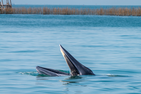 Bryde whale in gulf of thailandの写真素材