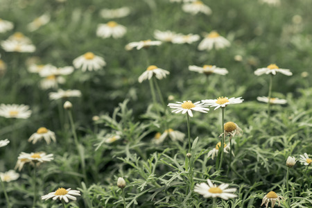 flowerの写真素材