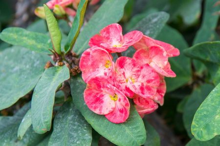 beautiful flowerの写真素材