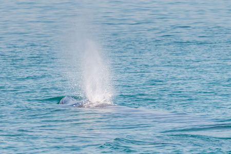 Bryde whale in gulf of thailandの写真素材