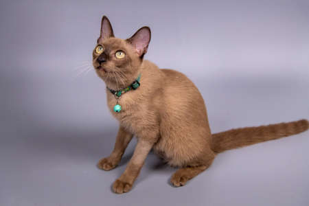 Portrait of the Siamese cat are sitting on grey background.の写真素材