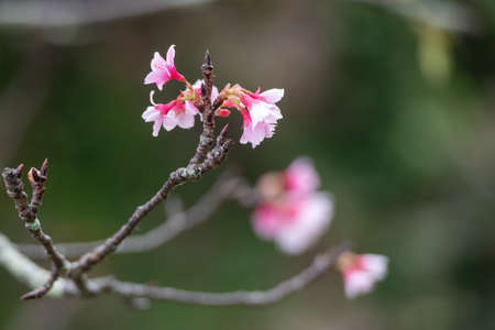 Cherry blossoms in Japan Okinawaの写真素材