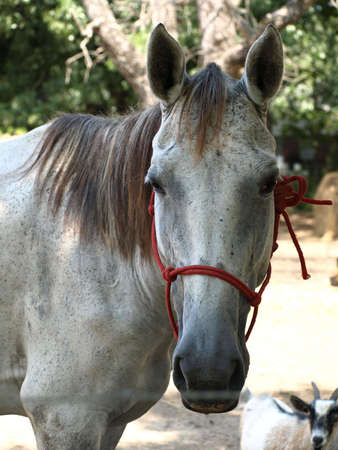 beautiful white horse up-closeの写真素材