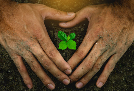 Environment Earth Day In The man Hands Of Trees Growing Seedlings.