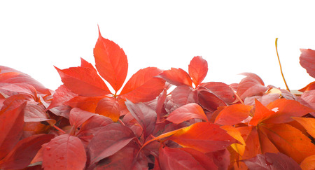 Red leaves beauty, white backgroundの写真素材