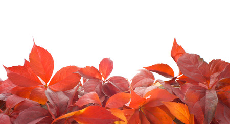 Autumn concept red leaves backgroundの写真素材