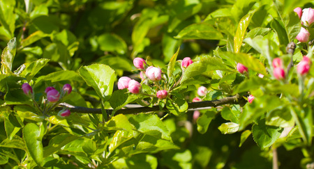 Spring blossoming apple treeの写真素材