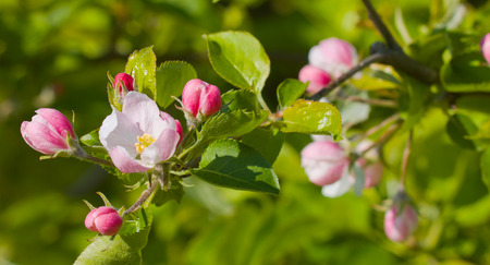 Spring apple blossomsの写真素材