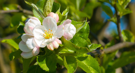 Apple tree blossomの写真素材