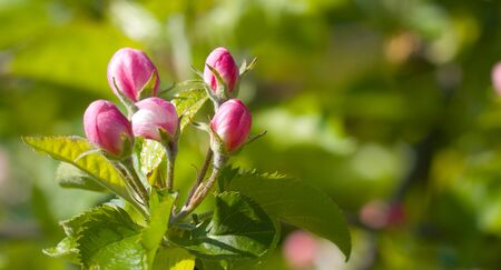 Flowering apple treeの写真素材