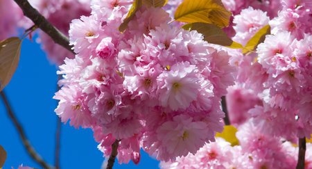 Spring japanese cherry tree sakura blossoms
